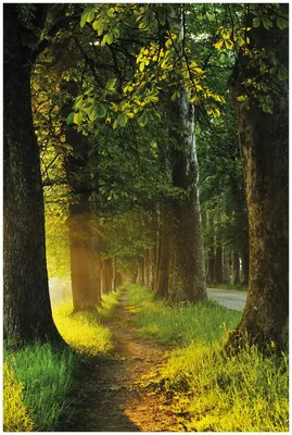 Produktbild von Wallario Premium Glasbild, freischwebende Optik, kräftige Farben, Größe 90 x 60 cm Motiv Allee bei Sonnenuntergang