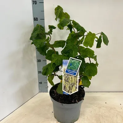 Zdjęcie produktu dla Corylus avellana 'Contorta' – leszczyna pospolita | 60–70 cm w doniczce