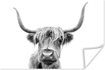 Produktbild von MuchoWow® Poster Schottischer Highlander - Stier - Schwarz - Weiß 120x80 cm - Bilder