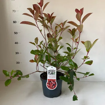 Produktbild von Photinia fraseri ‘Red Robin’ - Glanzmispel | 50-60 cm im Topf