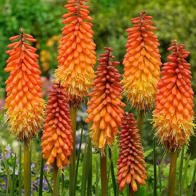 Obrázek produktu pro 6 x plamének  - Kniphofia 'Alcazar'  | Květináč 9 cm x 9 cm