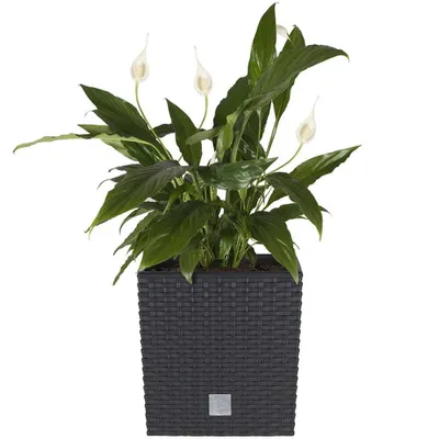 Produktbild von Prosperplast Blumentopf Rato Low Anthrazit 40 cm