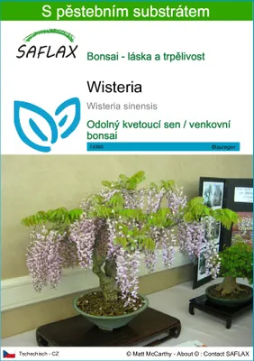 Obrázek produktu pro SAFLAX - Wisteria - Wisteria sinensis - 4 Semena - S pěstebním substrátem bez klíčků