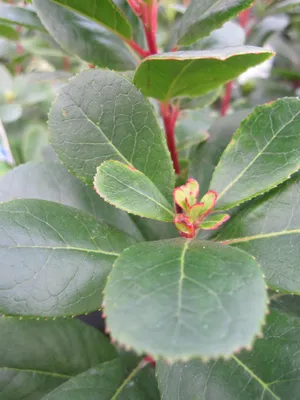 Produktbild von Arbutus unedo Peace and Love ® - Erdbeerbaum - 30-40cm