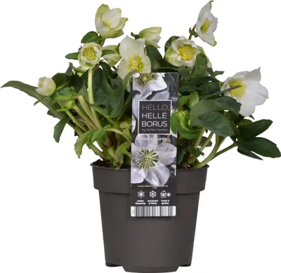 Image de Bloomique - Helleborus Niger Christmas Carol - Rose de Noël - Plantes de jardin - Rustique - Floraison hivernale - Persistante - Hauteur 20-30 cm - Pot 12 cm