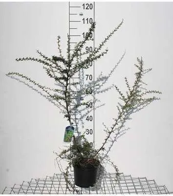 Zdjęcie produktu dla Berberis stenophylla - Berberys wąskolistny Pojemnik 40- 50 cm