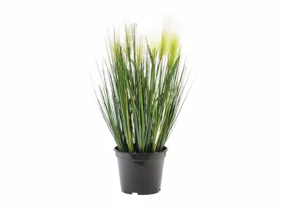 Obrázek produktu pro EUROPALMS tráva z peří, umělá, bílá, 60 cm (82505864)