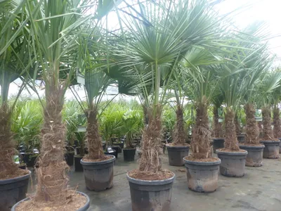 Produktbild von 2 Stück im Palmenset Trachycarpus fortunei dicke Stämme 200 cm Hanfpalme, winterharte Palme bis -18°C