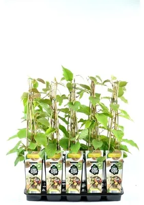 Immagine prodotto di Kiwi Jenny 30 cm - Actinidia chinensis Jenny - autofruttuosa/autofertile