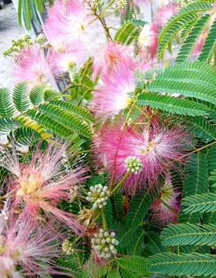 Produktbild von Seidenakazie Albizia Julibrissin Tropical Dream Schlafbaum 40 - 60 cm