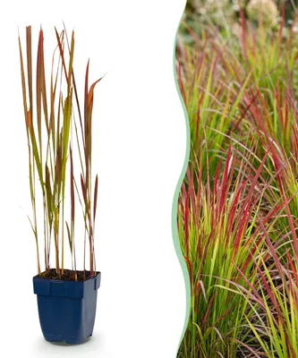 Imagen del producto de Imperata cylindrica Red Baron - Hierba de sangre japonesa - Estolones rojos - Rojo - 12 plantas - 15-25cm - Ø11cm - Planta de jardín