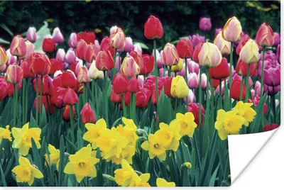 Produktbild von MuchoWow® Poster Frühling - Tulpen - Narzissen 60x40 cm - Schlafzimmerdekoration