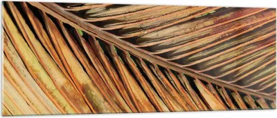 Produktbild von Bilder auf glas - Einteilig - Orange Blatt Tropisch - 140x50cm - Glasbilder - Wandbilder - Bilder - zum Aufhängen bereit - Wanddekoration aus Glas - Glas Bilder - Wandbild auf Glas - GAB140x50-4876
