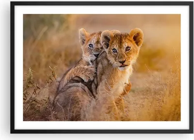 Produktbild von Gerahmtes Poster - Schwarzer Rahmen - Löwe Natur Tier - 70x50 cm - Wand Bild - Wanddeko - Wandbilder - Kunstposter - Wandposter - Bilderrahmen - Bilder - Kunstdruck - Wandbild - P2BAA70x50-3480