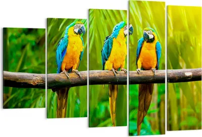 Produktbild von Bild auf Leinwand - Leinwandbild - Papageien Collorful Natur Vögel - 150x100cm - Wand Bild - Wanddeko - Leinwanddruck - Bilder - Kunstdruck - Leinwand bilder - Wandkunst - EG150x100-2696
