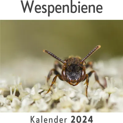 Produktbild von Wespenbiene (Wandkalender 2024, Kalender DIN A4 quer, Monatskalender im Querformat mit Kalendarium, Das perfekte Geschenk)