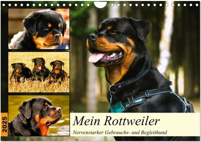 Produktbild von Mein Rottweiler. Nervenstarker Gebrauchs- und Begleithund (Wandkalender 2025 DIN A4 quer), CALVENDO Monatskalender