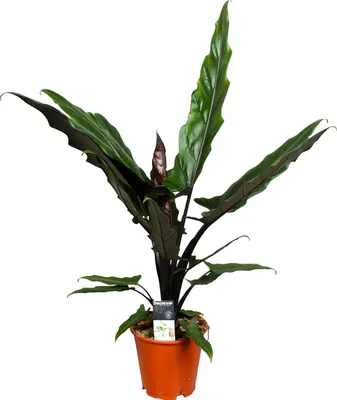Produktbild von Bloomique - Alocasia Lauterbachiana - Elefantenohr - Zimmerpflanzen - 50-60 cm Hoch - Topf 19 cm