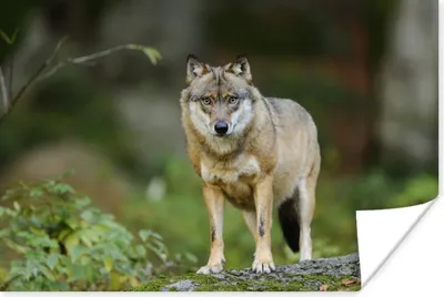 Produktbild von MuchoWow® Poster Wolf - Tiere - Wald 60x40 cm - Schlafzimmerdekoration