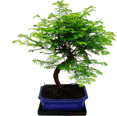 Obrázok produktu pre Vonkajší bonsaj Metasequoia glyptostroboides - Sekvoja praveká - 23cm miska