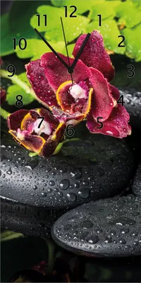 Produktbild von Wallario Design Wanduhr bedruckt, Größe 30 x 60 cm, Motiv: Dunkelrote Orchideen-Blüte auf schwarzen Steinen mit Regentropfen