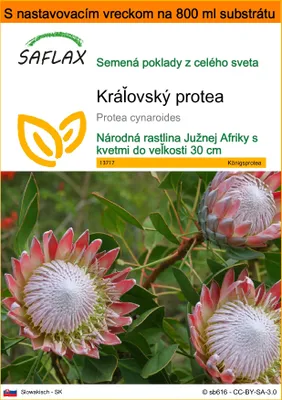 Produktbild von SAFLAX Garden in the bag - kráľovský protea - Protea cynaroides - 5 Semená - S pestovateľským substrátom v praktickom samostaviteľnom vrecku
