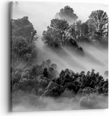Produktbild von Bild auf Leinwand - Leinwandbild - Einteilig - Schwarzweiß Bäume Nebel - 40x40cm - Wand Bild - Wanddeko - Wandbilder - Leinwanddruck - Bilder - Wanddekoration - Leinwand bilder - AC40x40-4510