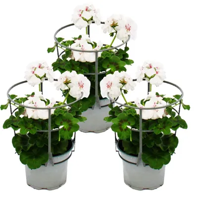 Produktbild von Geranien hängend - Pelargonium peltatum - 12cm Topf - Set mit 3 Pflanzen - weiß
