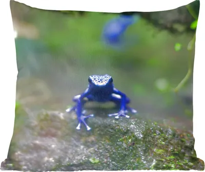 Produktbild von MuchoWow® Zierkissen Sofakissen Wohnzimmer Dekokissen 50x50 cm Blauer Frosch im Dschungel - Komfort - Sofakissen