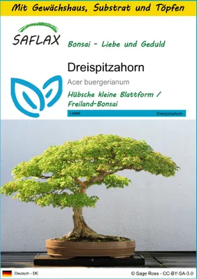 Produktbild von SAFLAX Anzucht Set - Dreispitzahorn - Acer buergerianum - 30 Samen - Mit Mini-Gewächshaus, Anzuchtsubstrat und 2 Töpfen