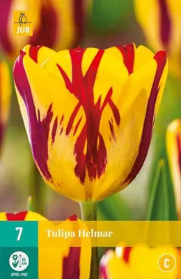 Artikelbild 2 von 'Tulpe Helmar (7 Stück)' aus der Kategorie Tulpenzwiebeln, KI-generiertes Bild