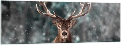 Produktbild von Bilder auf glas - Einteilig - Hirsch Hirsch Winter - 160x50cm - Glasbilder - Wandbilder - Bilder - zum Aufhängen bereit - Wanddekoration aus Glas - Glas Bilder - Wandbild auf Glas - GAB160x50-4998