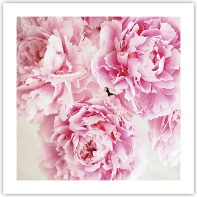 Produktbild von Poster - Poster ohne Rahmen - Pfingstrosen Blumenstrauß Blumen - 50x50 cm - Wand Bild - Wanddeko - Wandbilder - Kunstposter - Wandposter - Bilder - Kunstdruck - Wanddekoration - P2XAC50x50-4961