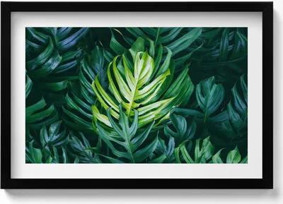Produktbild von Tropische Natur - monstera Blätter– Wandbild mit Rahmen – Gerahmtes Bild  – Wanddekoration – 60x40 cm –  Schwarz Rahmen