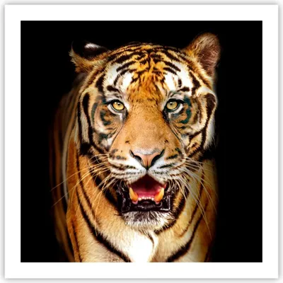 Produktbild von Poster - Poster ohne Rahmen - tiger tier - 60x60 cm - Wand Bild - Wanddeko - Wandbilder - Kunstposter - Wandposter - Bilder - Kunstdruck - Wanddekoration - Wandbild - P2XAC60x60-4103