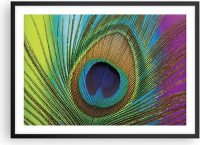 Produktbild von Gerahmtes Poster - Schwarzer Rahmen - Pfauen Federn Regenbogen - 70x50 cm - Wand Bild - Wanddeko - Wandbilder - Kunstposter - Wandposter - Bilderrahmen - Bilder - Kunstdruck - P2BAA70x50-4385