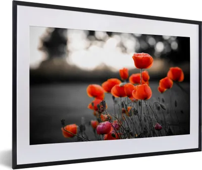 Produktbild von MuchoWow® Gerahmtes Poster Wilde rote Mohnblumen in einem großen Feld mit einem schwarzen und weißen Hintergrund 60x40 cm - Poster mit Schwarzem Bilderrahmen Wandposter Rahmen Foto Bilder - Schlafzimmer - Plakat in Rahmen - Drucken