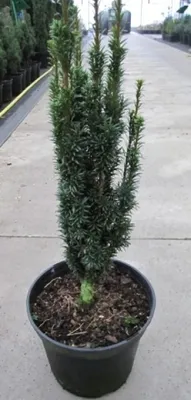 Produktbild von Taxus baccata Moderato - Säulen-Eibe Moderato - 60-70