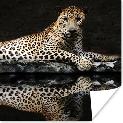 Produktbild von MuchoWow® Poster Leopard - Wasser - Wald 100x100 cm - Babyzimmer