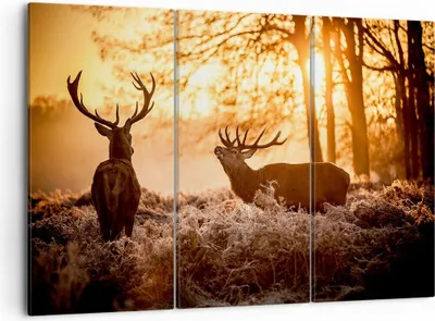 Produktbild von Bild auf Leinwand - Leinwandbild - Deer Heidekraut Tier - 105x70cm - Wand Bild - Wanddeko - Leinwanddruck - Bilder - Kunstdruck - Wanddekoration - Leinwand bilder - Wandkunst - CE105x70-3043
