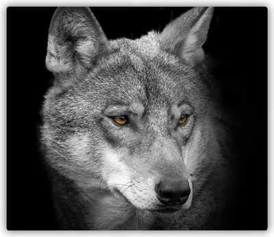 Produktbild von Tulup Glas Herdabdeckplatte Glaskeramikkochfeld-Abdeckung Spritzschutz Glasabdeckplatte Kochplattenabdeckung und Schneidebrett - Einteilig - 60x52 cm Wolf