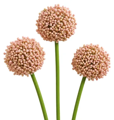 Produktbild von G.blümt Künstliche Allium Stielblume 53 cm, Zierlauch Kunstblume wie echt, Blumendeko Rosa 3 Stück