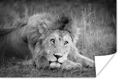 Produktbild von MuchoWow® Poster Löwe - Schwarz - Tiere 30x20 cm - Plakate - Print
