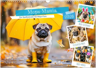 Produktbild von Mops-Mania - Der Spaßkalender für Mops-Fans (Wandkalender 2026 DIN A3 quer), CALVENDO Monatskalender