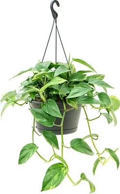 Obrázok produktu pre Nieuwkoop Europe BV Epipremnum Aureum - prívesok, priemer 28 cm