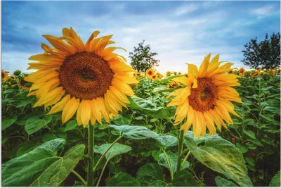 Produktbild von ARTland Wandbild Alu für Innen & Outdoor Sonnenblumen I Größe: 30x20 cm