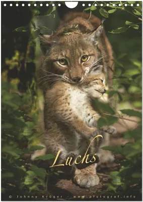 Produktbild von Luchs (Wandkalender 2026 DIN A4 hoch), CALVENDO Monatskalender