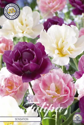 Artikelbild 2 von 'Tulpe Sensation (10 Stück)' aus der Kategorie Tulpenzwiebeln