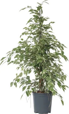 Produktbild von Geigenpflanze - Ficus Benjamina 'Twilight' - Höhe 100-110cm - ⌀21cm