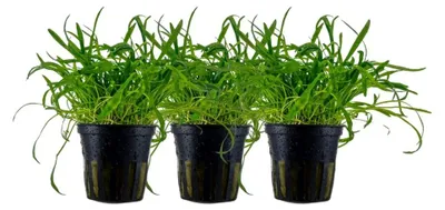 Produktbild von Aquarium Pflanze 3 Stück Lilaeopsis brasiliensis Wasserpflanze AquaOne 340 Set